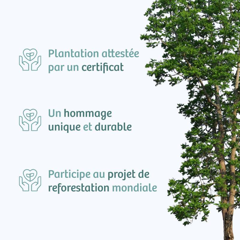 Planter un arbre en hommage à M. CLAUDE RabOT